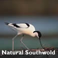 Natural Southwold